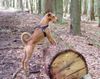 Irish Terrier Hund