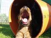 Irish Terrier Foto: Irish Terrier Welpe (ID 4193) Irish Terrier Hund
