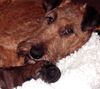 Irish Terrier Hund