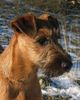 Irish Terrier Hund