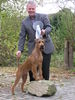 Irish Terrier Hund