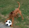 Irish Terrier Hund