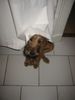 Irish Terrier Hund