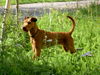 Irish Terrier Hund