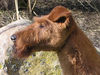 Irish Terrier Hund