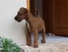 Irish Terrier Hund