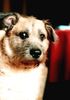 Irish Terrier Hund