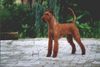 Irish Terrier Foto: Mylord von der Emsmühle (ID 1538) Irish Terrier Hund