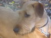 Irish Terrier Foto: Nico @ Cäsar von der Napoleonshöhe (ID 29196) Irish Terrier Hund