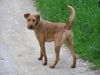 Irish Terrier Hund