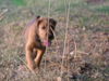 Irish Terrier Hund