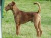 Irish Terrier Foto: Rusty (ID 21581) Irish Terrier Hund