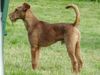 Irish Terrier Hund