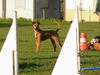 Irish Terrier Hund