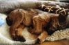 Irish Terrier Foto: Erinnerungen an vergangene Tage. CH Percy Stuard von der Emsmühle (ID 1537) Irish Terrier Hund