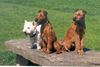 Irish Terrier Foto: Queen Mary, Buster Keaton mit Westi Moritz (ID 22216) Irish Terrier Hund
