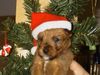 Irish Terrier Hund