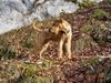 Irish Terrier Hund