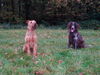 Irish Terrier Hund