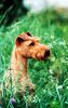 Irish Terrier Foto: Pepperoni von der Emsmühle - Weltsiegerin 2003 (ID 5487) Irish Terrier Hund