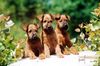 Irish Terrier Foto: Wir passen auf das uns hier keiner findet! Wir sind eben schlaue Irish Terrier von der Emsühle. (ID 6477) Irish Terrier Hund