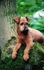 Irish Terrier Foto: Utopia von der Emsmühle (ID 5485) Irish Terrier Hund