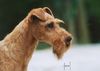 Irish Terrier Foto: Montelle Famous Star - Crufts Winner (ID 5486) Irish Terrier Hund