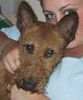 Irish Terrier Foto: Jamy en Tessa (ID 6487) Irish Terrier Hund