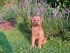 Irish Terrier Foto: Timba als Modell (ID 29471) Irish Terrier Hund
