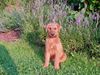 Irish Terrier Hund