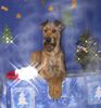 Irish Terrier Hund