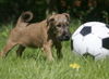 Irish Terrier Hund