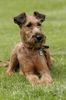 Irish Terrier Hund