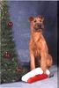 Irish Terrier Foto: Bangor von der Wachsenburg wartet auf das Christkind (ID 1540) Irish Terrier Hund