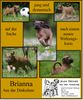 Irish Terrier Foto: Irish Terrier 10 Wochen alt (ID 45789) Irish Terrier Hund