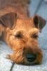 Irish Terrier Hund