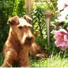 Irish Terrier Hund