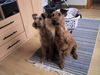 Irish Terrier Foto: Die Hausarbeit ist erledigt Luna und Filou (ID 1577) Irish Terrier Hund