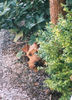 Irish Terrier Hund