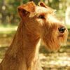 Irish Terrier Hund