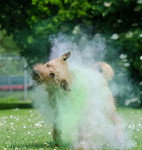 Irish Terrier Hund