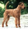 Irish Terrier Foto: La Palma von der Emsmühle (ID 1576) Irish Terrier Hund