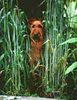Irish Terrier Foto: Hier findet mich so schnell keiner ... (ID 1571) Irish Terrier Hund