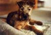 Irish Terrier Foto: Ein aufgewecktes Kerlchen so ein Irish Terrier (ID 1541) Irish Terrier Hund