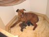 Irish Terrier Hund