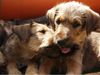 Irish Terrier Foto: Ich hab' dich lieb. (ID 5658) Irish Terrier Hund