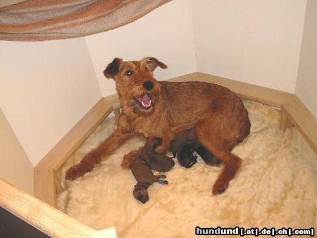 Irish Terrier Hunde Foto 11121 Irish Terrier Ann-claire vom Haseland, mit ihrem erstem Wurf. 5 Welpen 3/2