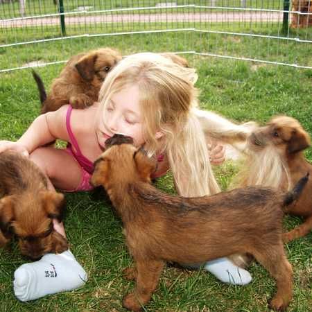 Irish Terrier Raubtiere