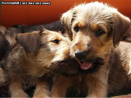 Irish Terrier Hunde Foto 5658 Irish Terrier Ich hab' dich lieb.