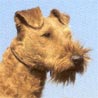 Irish Terrier, Irish Red Terrier, Irischer Terrier